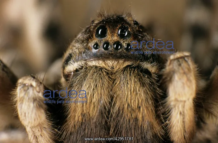 : Tarantula spider - close-up of face : Tarantula spider - close-up of face