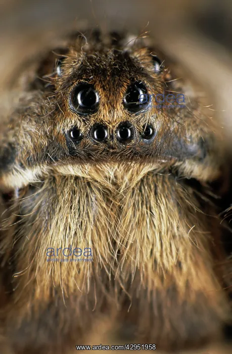 : Tarantula spider - face : Tarantula spider - face