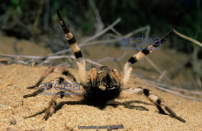 : Tarantula spider in threatening pose : Tarantula spider in threatening pose