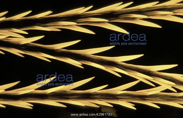 : Tarantula - Urticants hair under SEM (Scanning : Tarantula - Urticants hair under SEM (Scanning