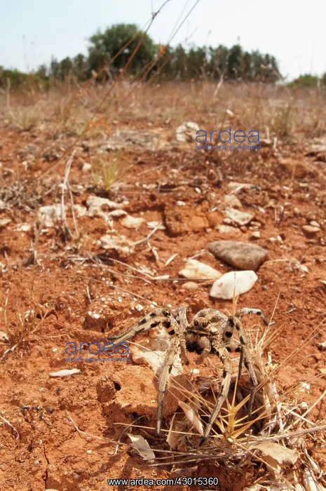  : Tarantula Wolf Spider female at burrow