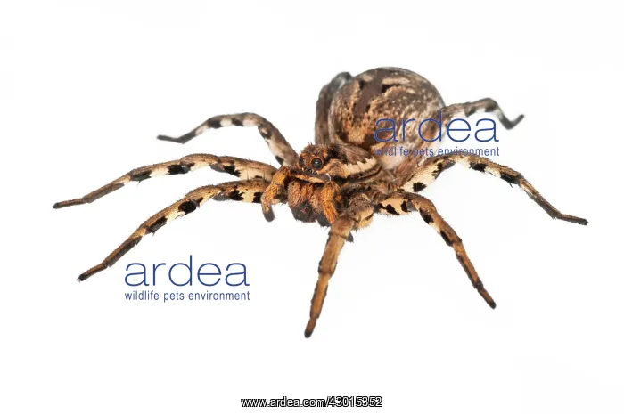 : Tarantula Wolf Spider female on white background : Tarantula Wolf Spider female on white background