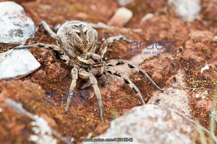 : Tarantula Wolf Spider in habitat : Tarantula Wolf Spider in habitat