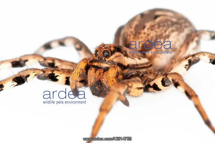 : Tarantula Wolf Spider on white background, side view : Tarantula Wolf Spider on white background, side view