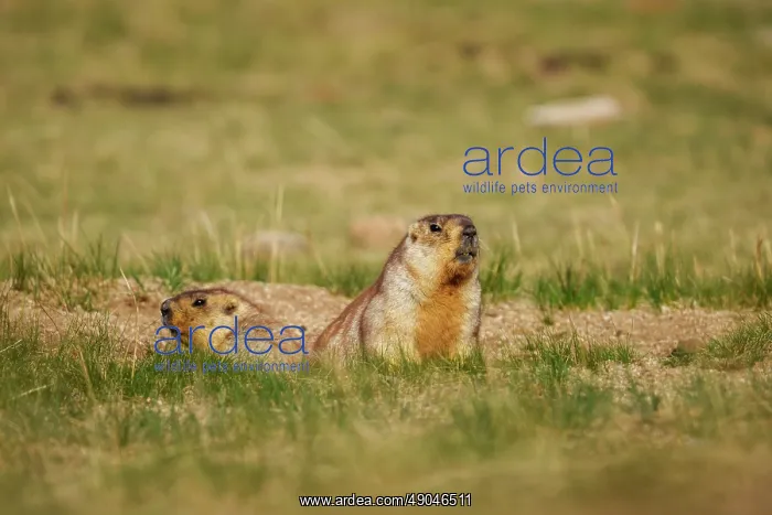 : tarbagan marmot : tarbagan marmot