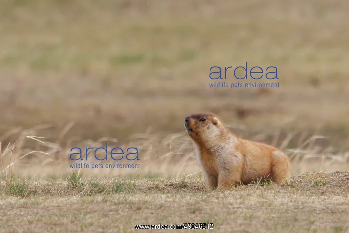 : tarbagan marmot : tarbagan marmot