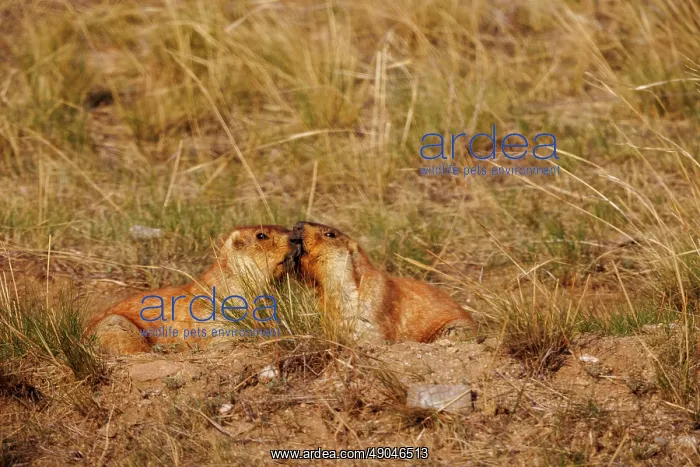 : tarbagan marmot : tarbagan marmot