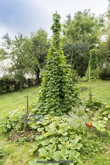 : Tarbais beans in a vegetable garden in summer : Tarbais beans in a vegetable garden in summer
