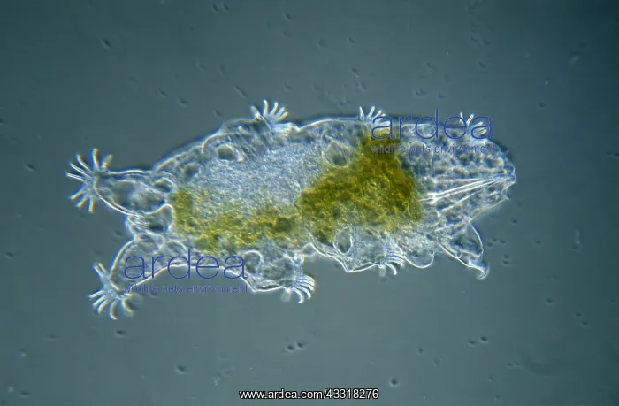: Tardigrade (Echiniscoides sigismundi) microscop : Tardigrade (Echiniscoides sigismundi) microscop