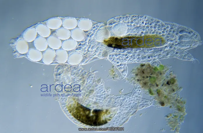 : Tardigrade (Pseudobiotus megalonyx) microscopic : Tardigrade (Pseudobiotus megalonyx) microscopic
