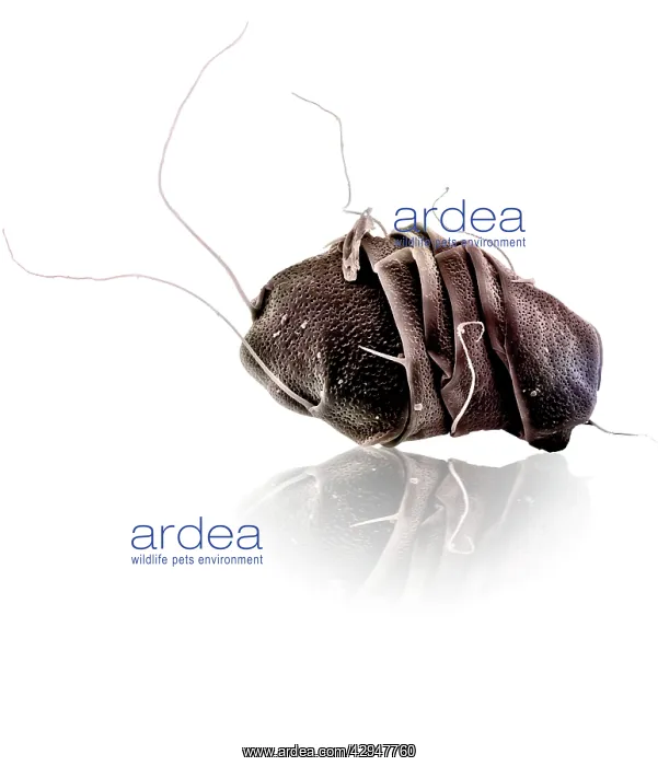 : Tardigrade or 'Water BearI : Tardigrade or 'Water BearI