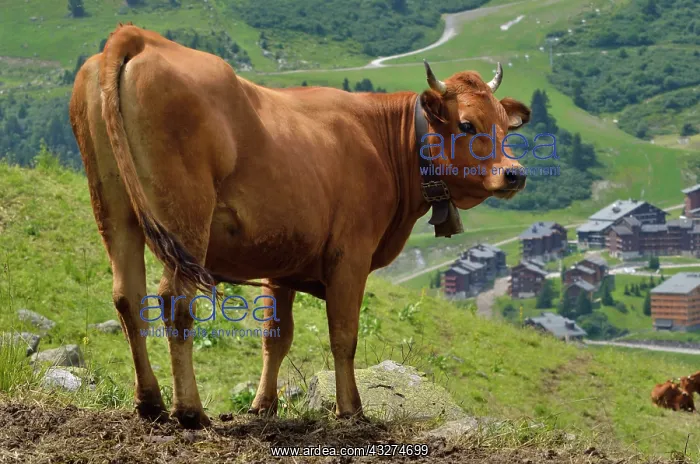 : Tarentaise cattle to pasture and housing - Alpes France : Tarentaise cattle to pasture and housing - Alpes France