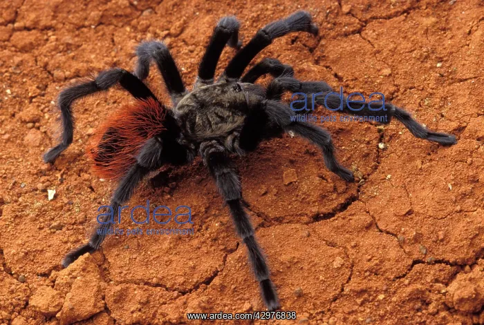 : Tarentula - Male : Tarentula - Male