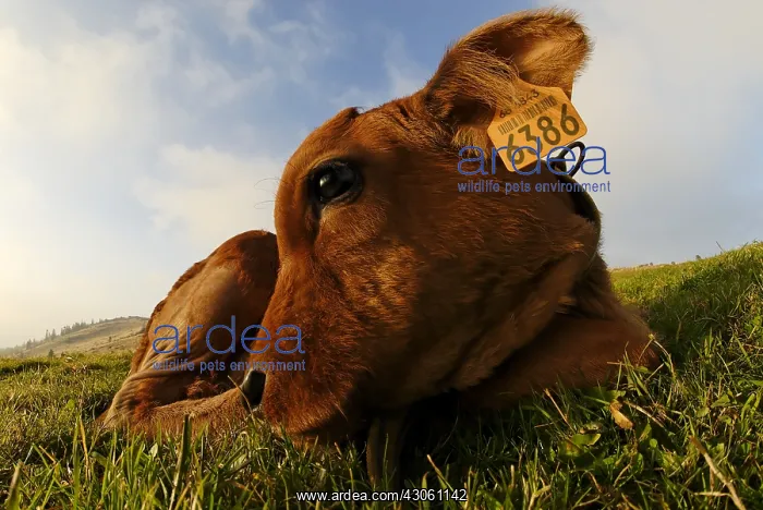 : Tarine calf lying in a meadow at the Petit Ballon France : Tarine calf lying in a meadow at the Petit Ballon France