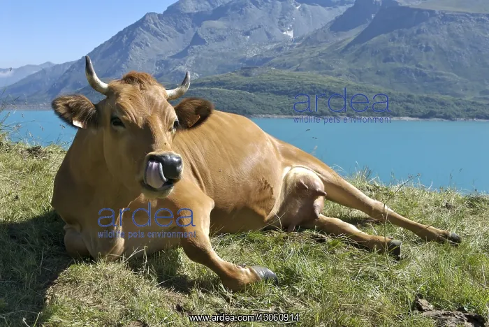 : Tarine Cow in moutain pasture Lake of the Mont Cenis France : Tarine Cow in moutain pasture Lake of the Mont Cenis France