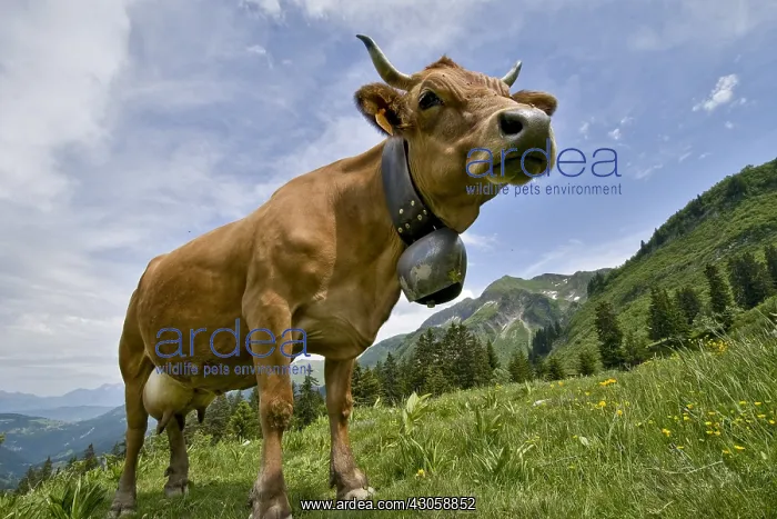 : Tarine cow to the pasture in the Massif des Aravis France : Tarine cow to the pasture in the Massif des Aravis France