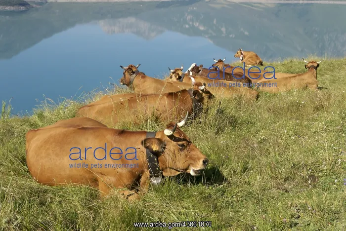 : Tarine Cows in moutain pasture Lake of the Mont Cenis France : Tarine Cows in moutain pasture Lake of the Mont Cenis France