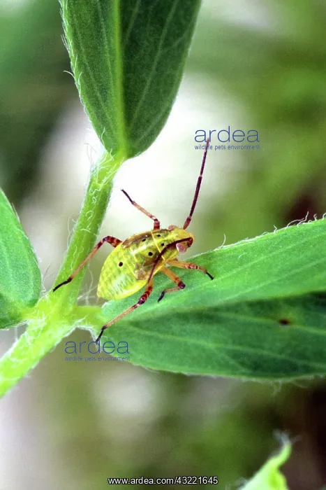 : Tarnished Plant Bug : Tarnished Plant Bug