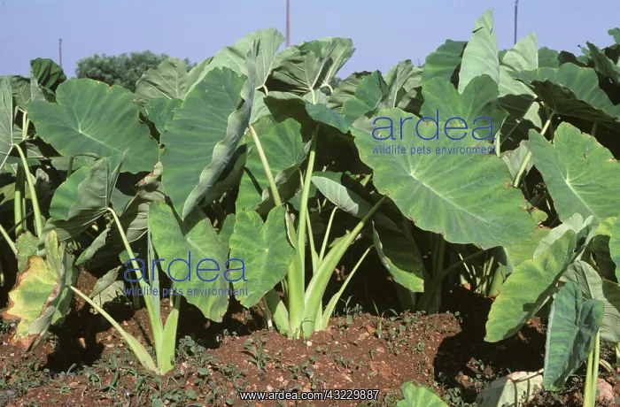 : Taro (Colocasia esculenta var. antiquorum) : Taro (Colocasia esculenta var. antiquorum)