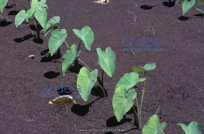: Taro or Dasheen : Taro or Dasheen