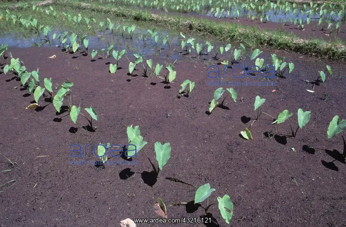 : Taro, dasheen, or cocoyam : Taro, dasheen, or cocoyam