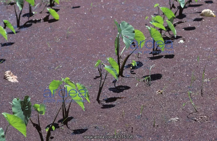 : Taro or Dasheen Plants : Taro or Dasheen Plants