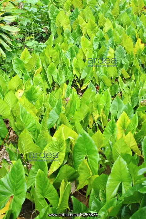 : Taro field, Yap, Caroline Islands, Federated : Taro field, Yap, Caroline Islands, Federated