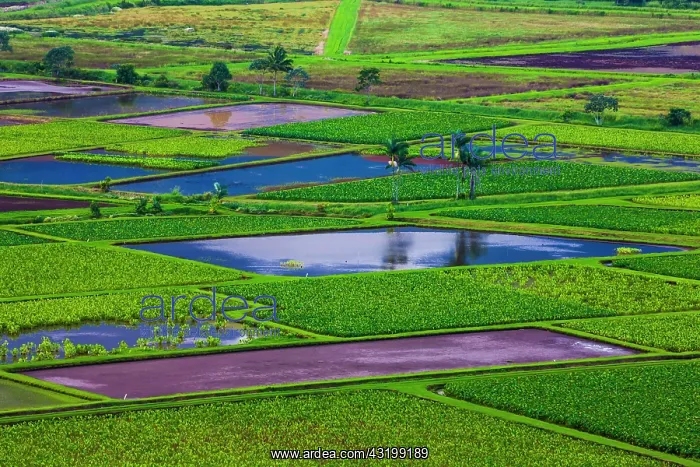: Taro fields in Hanalei Valley, Kauai, Hawaii, USA : Taro fields in Hanalei Valley, Kauai, Hawaii, USA