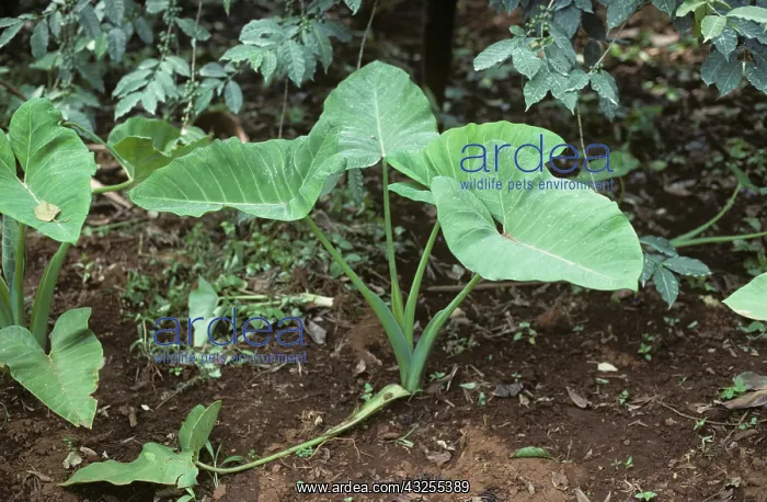 : Taro growing in a coffee plantation : Taro growing in a coffee plantation