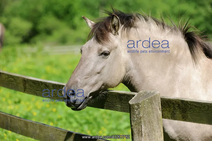 : Tarpan or Eurasian Wild Horse (Equus ferus gmelini : Tarpan or Eurasian Wild Horse (Equus ferus gmelini