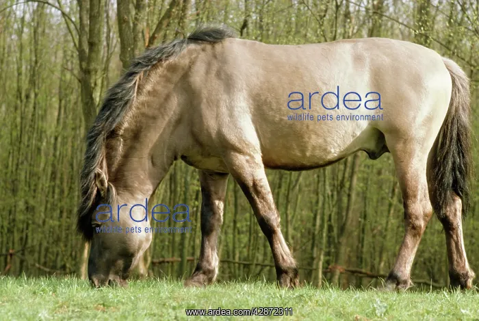 : Tarpan HORSE - grazing, side on : Tarpan HORSE - grazing, side on