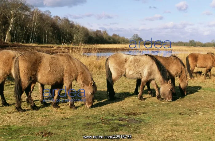 : Tarpan HORSES - herd grazing : Tarpan HORSES - herd grazing