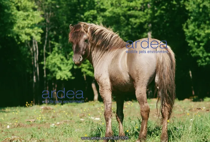  : TARPAN  /  POLISH WILD HORSE