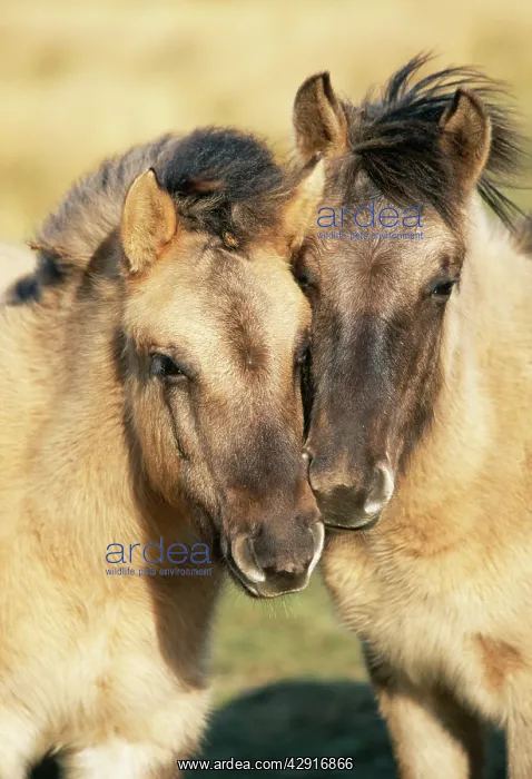 : Tarpan Wild Horses : Tarpan Wild Horses