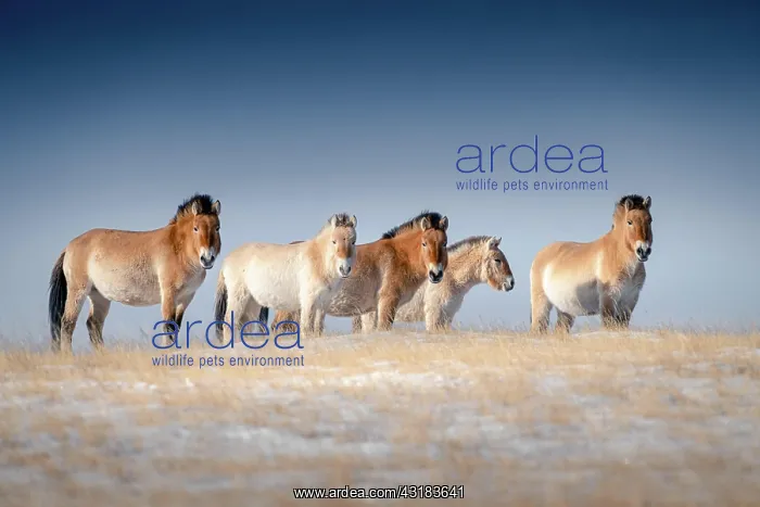 : Tarpans (Equus ferus gmelini), Mongolian wild horses : Tarpans (Equus ferus gmelini), Mongolian wild horses