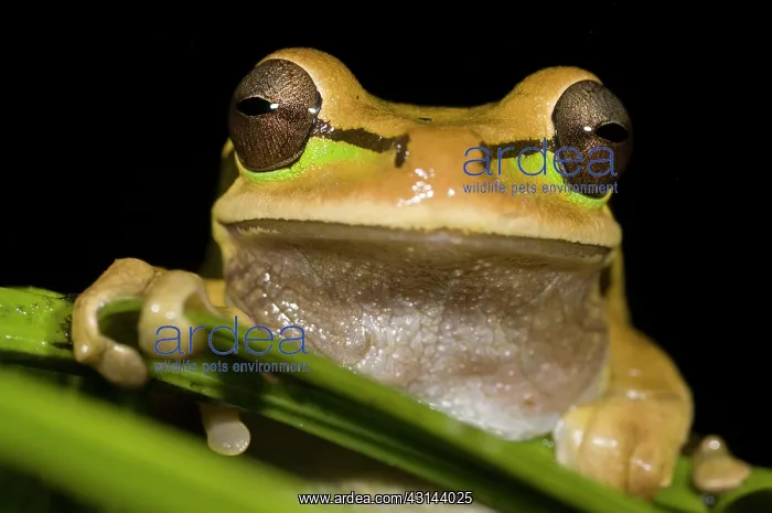 : Tarraco Treefrog : Tarraco Treefrog