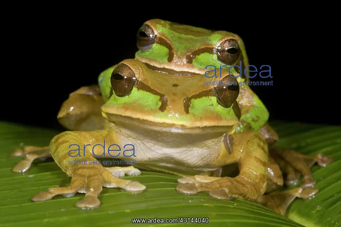 : Tarraco Treefrog : Tarraco Treefrog