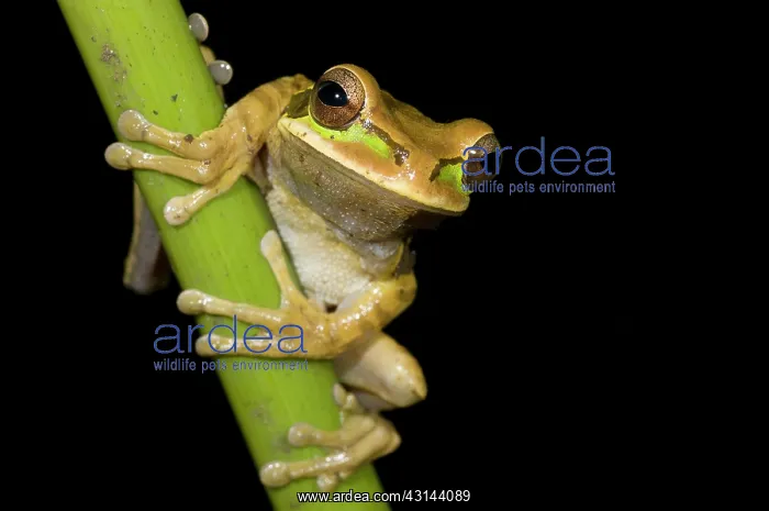  : Tarraco Treefrog