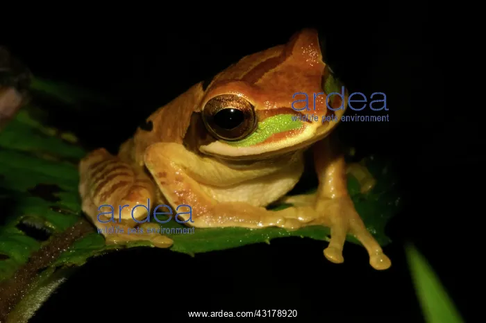 : Tarraco Treefrog : Tarraco Treefrog