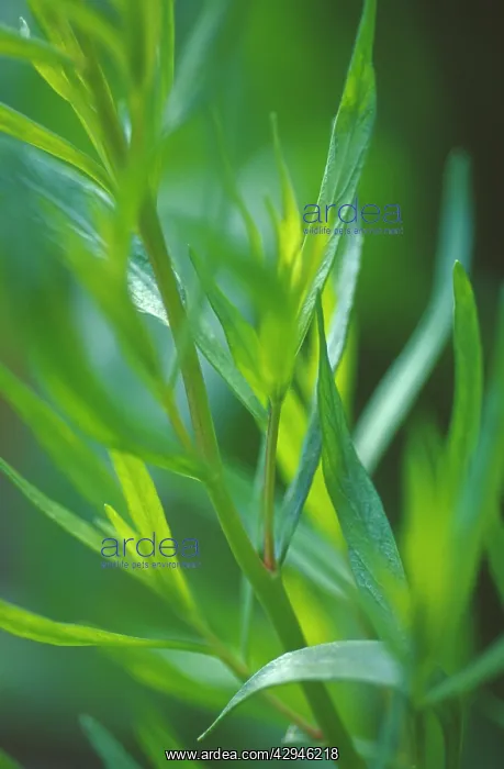 : Tarragon, Artemisia dracunculus : Tarragon, Artemisia dracunculus