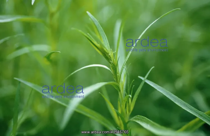 : Tarragon, Artemisia dracunculus : Tarragon, Artemisia dracunculus