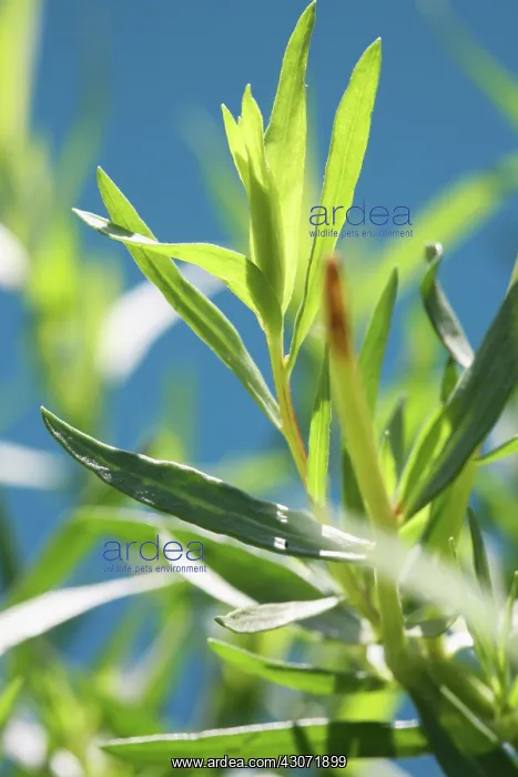 : Tarragon, Artemisia dracunculus : Tarragon, Artemisia dracunculus