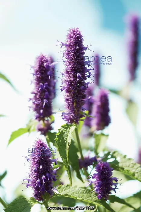 : Tarragon, Artemisia dracunculus : Tarragon, Artemisia dracunculus