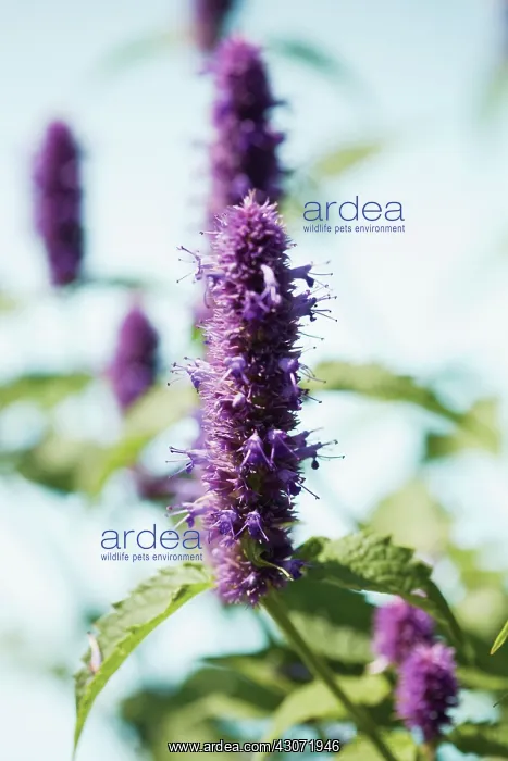 : Tarragon, Artemisia dracunculus : Tarragon, Artemisia dracunculus