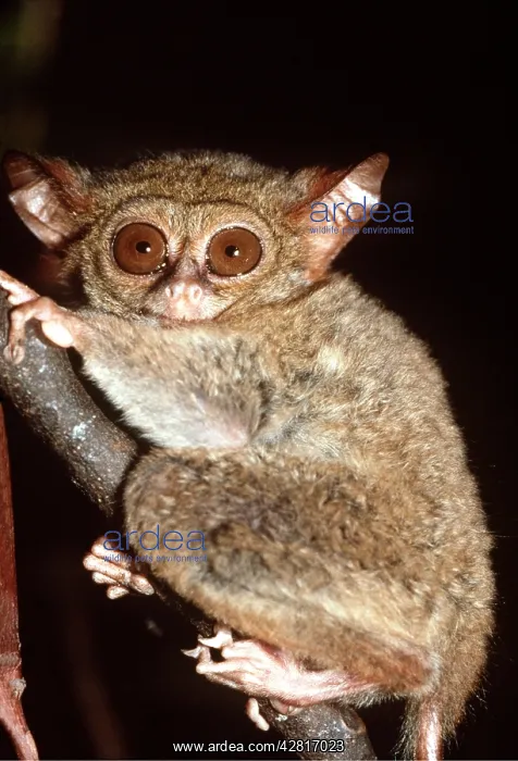 : TARSIER : TARSIER