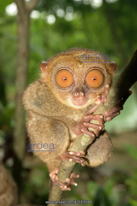 : Tarsier monkey in Bohol Philippines : Tarsier monkey in Bohol Philippines