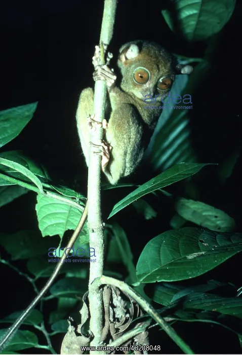 : TARSIER - in tree : TARSIER - in tree