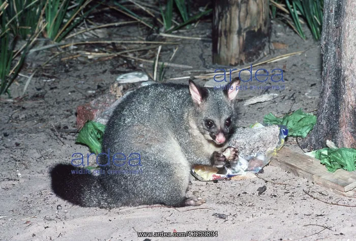  : Tasmanian brush-tail Possum - scavenging rubbish