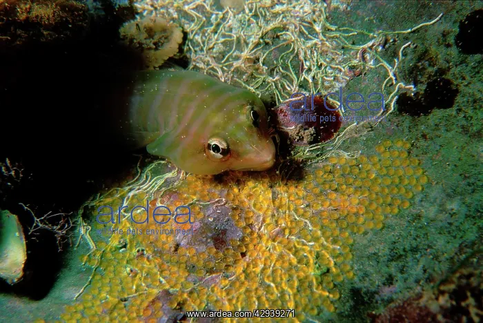  : Tasmanian clingfish guarding eggs inside an old