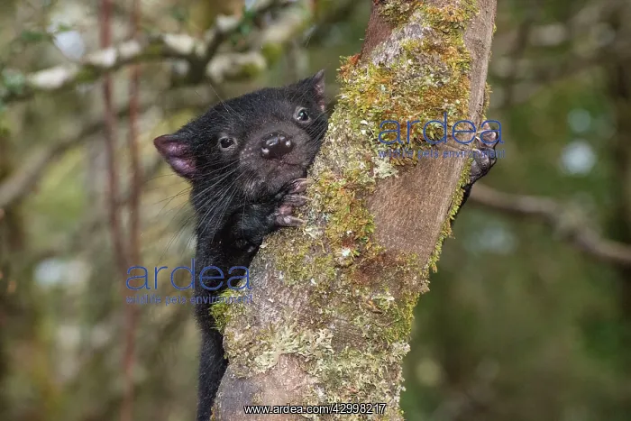 : Tasmanian Devil 1 year old after leaving den sheltering : Tasmanian Devil 1 year old after leaving den sheltering